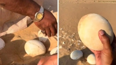 صورة العثور على بيض نعام بالربع الخالي