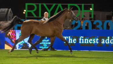 صورة 296 رأساً تشارك في العرض الدولي السادس لجمال الخيل العربية الأصيلة
