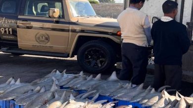 صورة الشرقية: القبض على مقيمين لبيعهما 47 من أسماك القرش المهددة بالانقراض  أخبار السعودية
