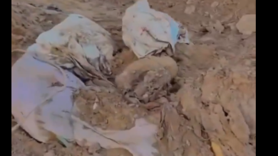 صورة مشاهد صادمة.. تجريف الاحتلال لمقبرة البطش في حي الشجاعية ما تسبب بإخراج الجثث من القبور