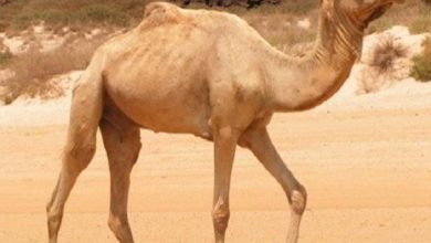 صورة جمل يعض رأس صاحبه بطريقة وحشية.. ورد فعل صادم من الرجل