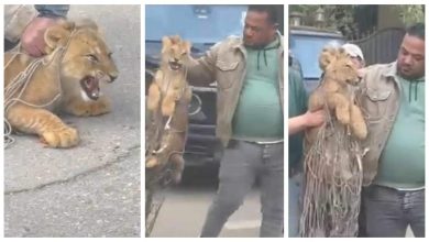 صورة بعد فيديو شبل التجمع.. كيفية التعامل مع ظهور أسد في منطقة سكنية؟