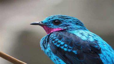 صورة 32 صورة فاتنة.. الطبيعة تقدم أضخم استعراض لأزياء الطيور