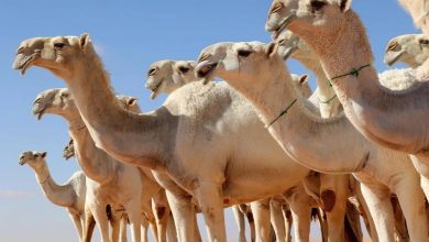 صورة «البيئة»: 30 يومًا على انتهاء مهلة ترقيم الإبل.. العقوبات والغرامات تنتظر غير الملتزمين  أخبار السعودية
