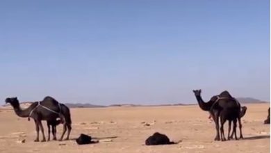 صورة مسؤول بوزارة البيئة: مخالفات عدم ترقيم الإبل تصل إلى 10 آلاف ريال