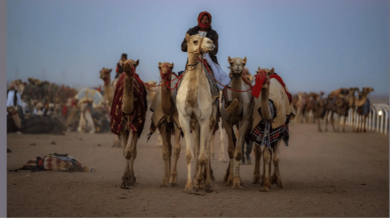 صورة في يومها العالمي.. الإبل بمنطقة تبوك رمز للأصالة وأيقونة للتراث
