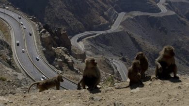 صورة فيديو| فرق من مركز تنمية الحياة الفطرية تخلي موقعاً في النماص من قردة البابون