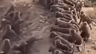 صورة بالفيديو.. معركة بين قطيع من قردة البابون  في النماص  