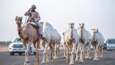 صورة انطلاق مزاد مدرج للإبل بمنطقة القصيم الشهر القادم