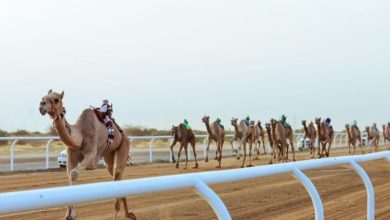 صورة المطية «أمجاد» تفوز بالتوقيت الأفضل لـ «الثنايا» في مهرجان ولي العهد للهجن