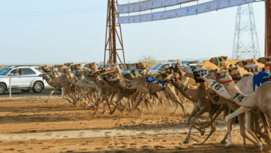 صورة مُلّاك الهجن السعوديون يواصلون التألق في ثاني أيام كأس الاتحاد