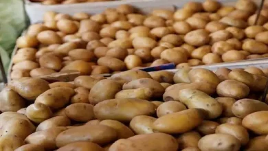 صورة أسعار الخضروات والفاكهة في سوق العبوراليوم 1-9-2025