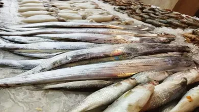 صورة أسعار السمك والمأكولات البحرية اليوم الثلاثاء في سوق العبور