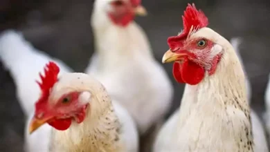 صورة بعد التخلص من 160 ألف دجاجة في هولندا… أعراض إنفلونزا الطيور وطرق الوق