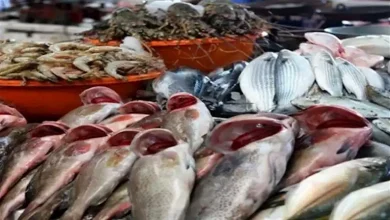 صورة انخفاض السبيط .. أسعار الأسماك والمأكولات البحرية اليوم الأربعاء