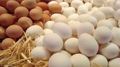 صورة خريطة الأسعار اليوم: انخفاض الحديد والدواجن وارتفاع اللحوم والذهب
