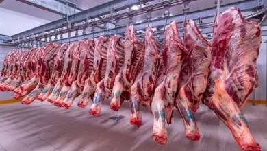 صورة ارتفاع أسعار اللحوم وزيت الذرة وانخفاض الدقيق والعدس اليوم الجمعة بالأسواق