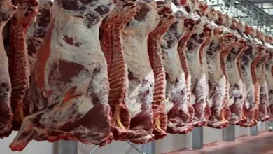 صورة ارتفاع الجبن واللحوم وانخفاض العدس اليوم الثلاثاء بالأسواق (موقع رسمي)