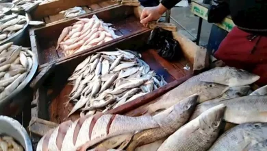 صورة ارتفاع البلطي والمكرونة.. أسعار السمك في سوق العبور اليوم