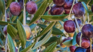 صورة «الإرشاد الزراعي» توضح مراحل تطور ثمار الزيتون وعلاقتها بكمية الزيت