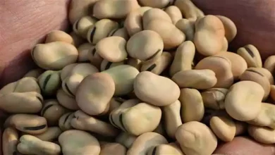 صورة ارتفاع أسعار الفول والزيت واللحوم والجبن الرومي 17-12-2025 بالأسواق