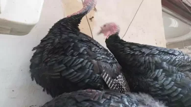 صورة بسبب الأسعار.. إقبال ضعيف على الدواجن والبط مع اقتراب الكريسماس