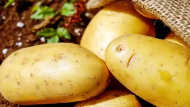 صورة ارتفاع البطاطس.. أسعار الخضروات والفاكهة في سوق العبور 18-9-2025