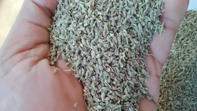 صورة وصل إلى 500 جنيه للكيلو.. ارتفاع الطلب على اليانسون النجمة مع دخول فصل الشتاء