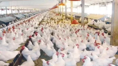 صورة انخفاض ملحوظ بأسعار الدواجن في الأسواق.. ورئيس الشعبة يوضح السبب