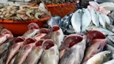صورة ارتفاع البلطي.. أسعار السمك والمأكولات البحرية اليوم 2-12-2025