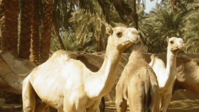صورة «الإرشاد الزراعي» توصي بتقديم الأعلاف للإبل بالصباح الباكر وأوقات اعتدال الطقس