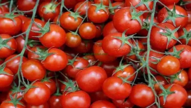 صورة أسعار الخضروات والفاكهة في سوق العبور اليوم 2-9-2025