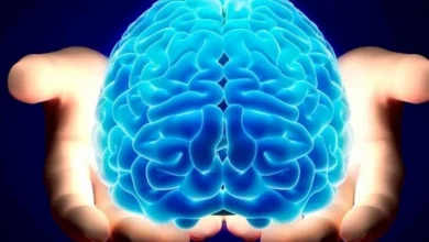 صورة أطعمة سحرية تقوي الذاكرة وتحافظ على صحة الدماغ