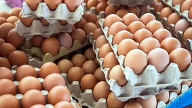صورة أسعار البيض اليوم الخميس 4-9-2025 بالأسواق (موقع رسمي)