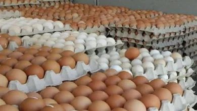 صورة انخفاض أسعار البيض في الأسواق اليوم 21-5-2025 (موقع رسمي)
