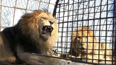 صورة 3 أسود تفترس حارسها في الجزائر  أخبار السعودية