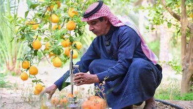 صورة مزارع البرتقال في العُلا.. عبق الحصاد يمتد إلى رمضان