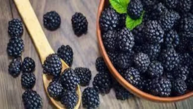 صورة بعد انتشاره في الاسواق.. إليك ما يفعله التوت الاسود في الصحة