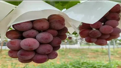 صورة الكيلو يصل إلى 120 جنيها.. ما السبب وراء ارتفاع أسعار العنب في الأسواق؟