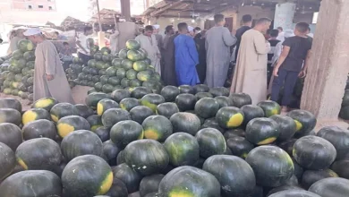 صورة انخفاض أسعار البطيخ بنسبة 50% بسبب وفرة المعروض بالأسواق