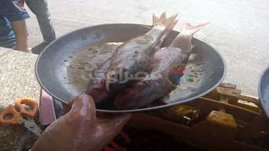 صورة شعبة الأسماك: زيادة كبيرة في أسعار الفسيخ والرنجة تزامنا مع “شم النسيم”