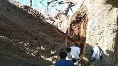 صورة عمرها ألفا عام.. أقدم شجرة في الجزيرة العربية تنهار بطريقة صادمة (فيديو)