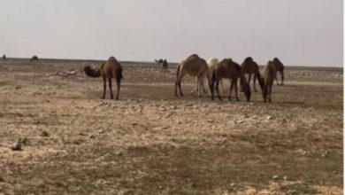 صورة ضبط مواطن لارتكابه مخالفة الرعي في محمية الإمام تركي بن عبدالله الملكية  أخبار السعودية