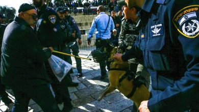 صورة تقرير يكشف دور هولندا في تعذيب الفلسطينيين بواسطة الكلاب