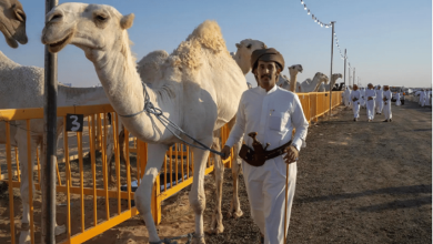 صورة انطلاق فعاليات مزاد الإبل الثاني بمنطقة الجوف وسط حضور لافت وتنظيم مميز