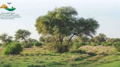 صورة هيئة تطوير محمية الإمام عبدالعزيز الملكية تشدّد على منع الرعي دون ترخيص رسمي