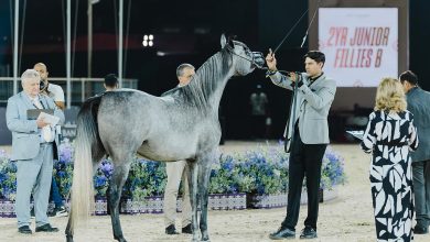 صورة اليوم.. انطلاق “جولة الرياض” من جولة الجياد العربية