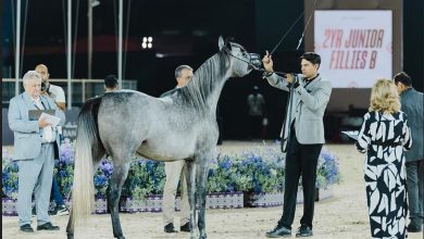 صورة الأربعاء.. انطلاق “جولة الرياض” من جولة الجياد العربية بمشاركة أرقى مرابط الخيل العربية الأصيلة وجوائز مالية تتجاوز الـ 24 مليون يورو
