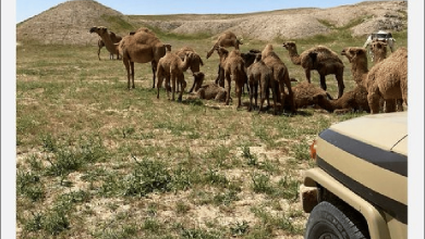 صورة القوات الخاصة للأمن البيئي تضبط مخالفين لنظام البيئة