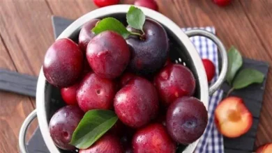 صورة ماذا يحدث لجسمك عند تناول حبة برقوق يوميًا؟